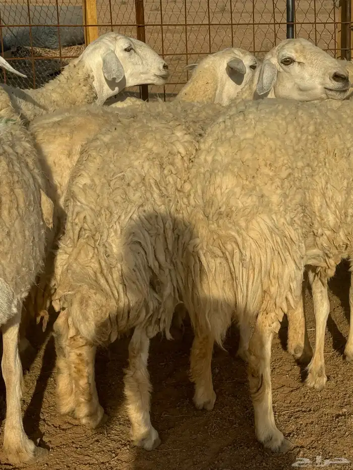 غنم حريات حرش مضريع ودفيع 3