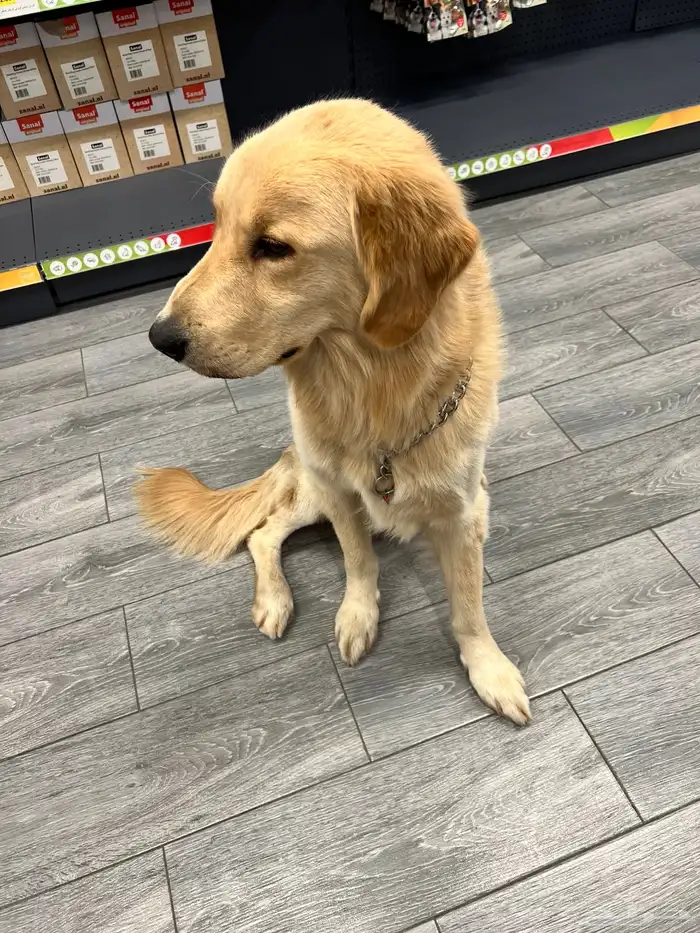 Golden retriever جولدن ريتريفر 0