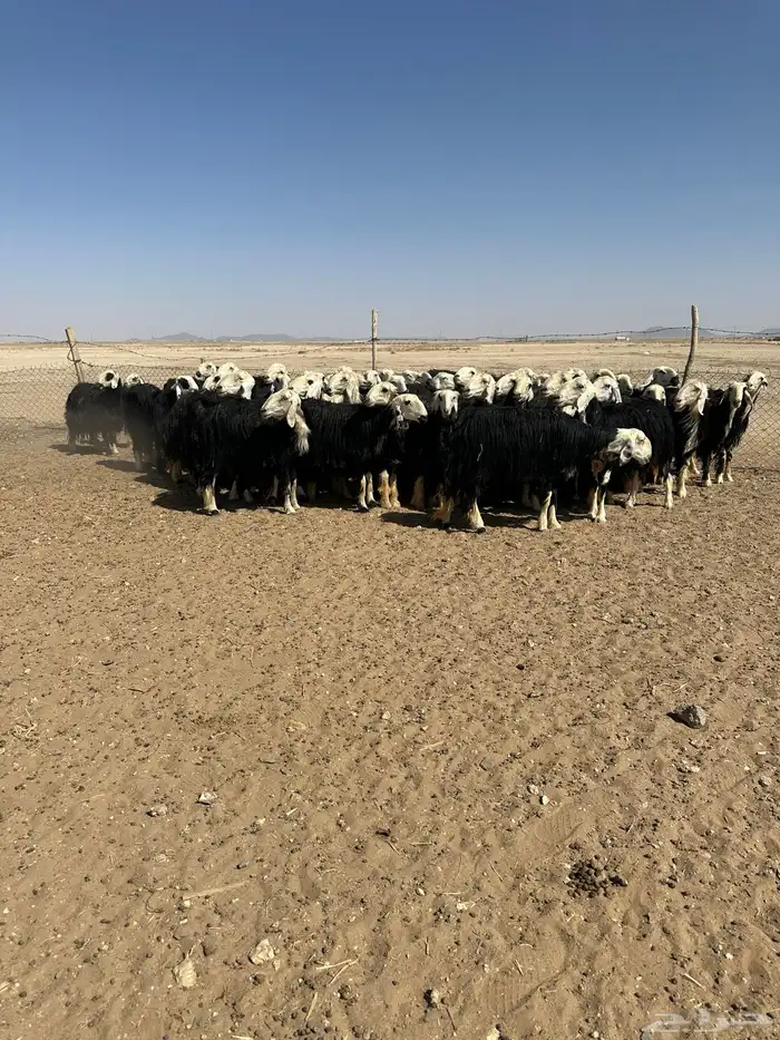 نجد دفيع طيبه 3