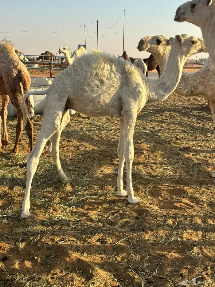 للبيع قعود 0
