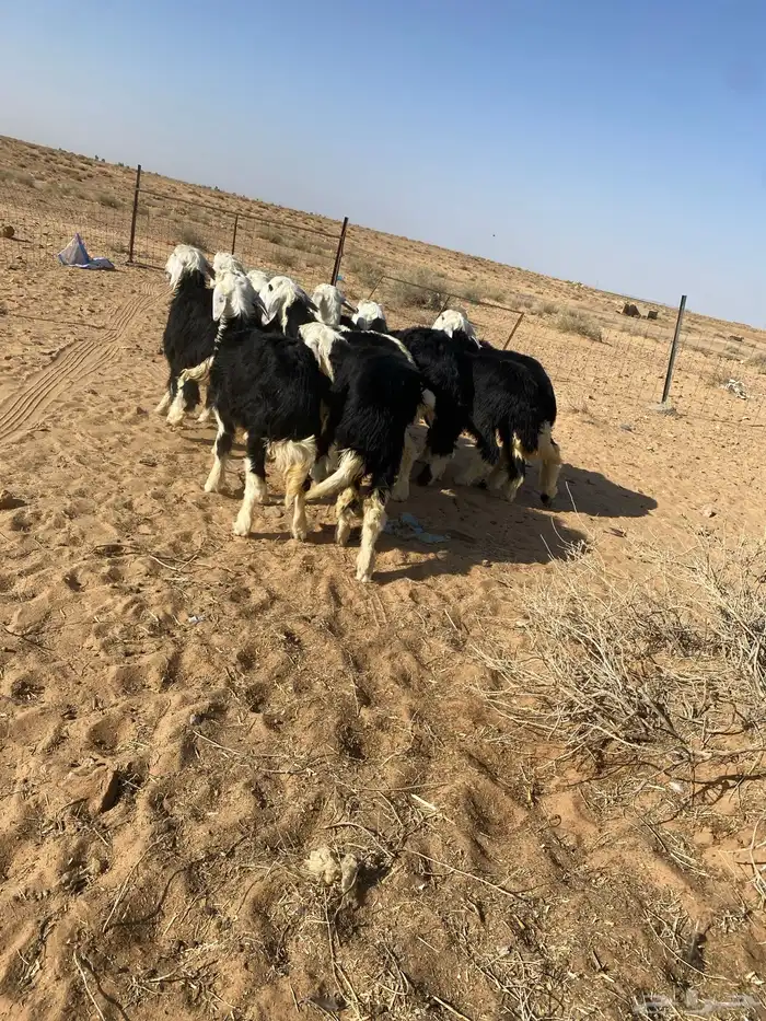 بهم نجد فاخر مراح واحد 1