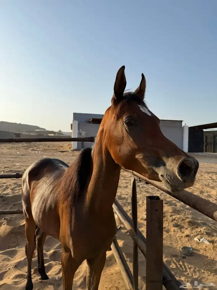 مهره مصريه بيور للبيع 0