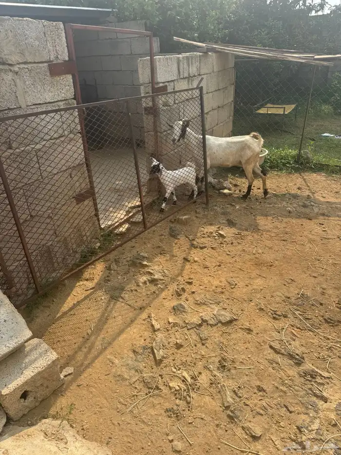 ماعزللبيع 0