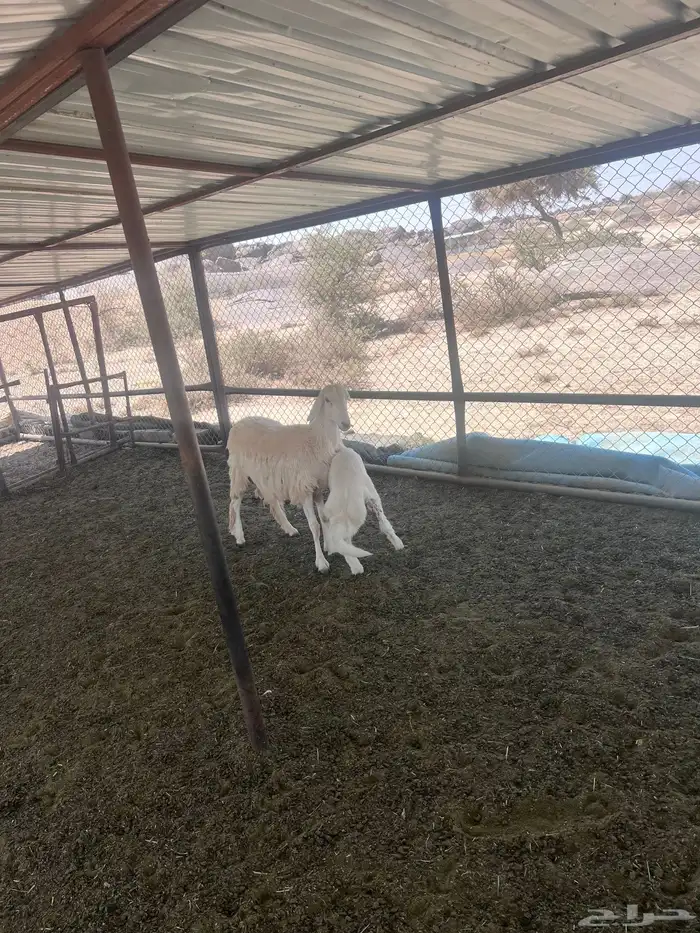 خميس مشيط القاعه 1
