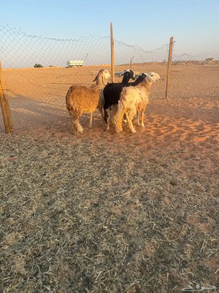 رخال سواكن 1