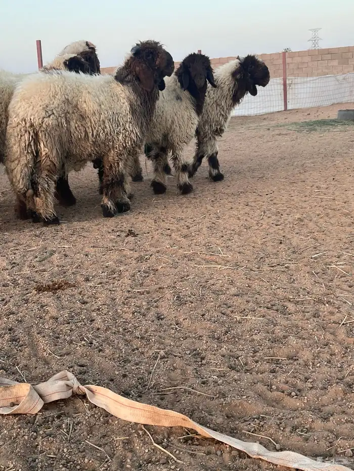 ثلاث خرفان ورخلين 2