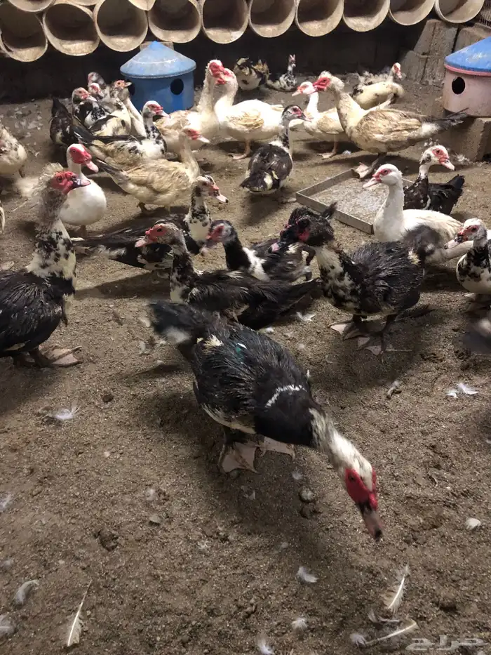 بط مسكوفي 4