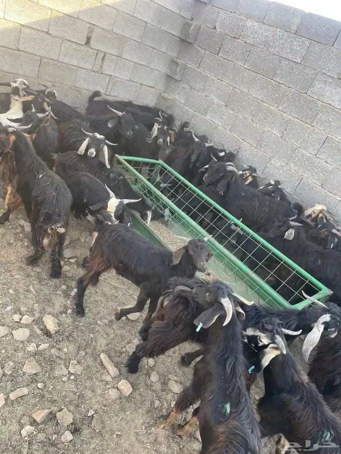 تيوس للبيع 2