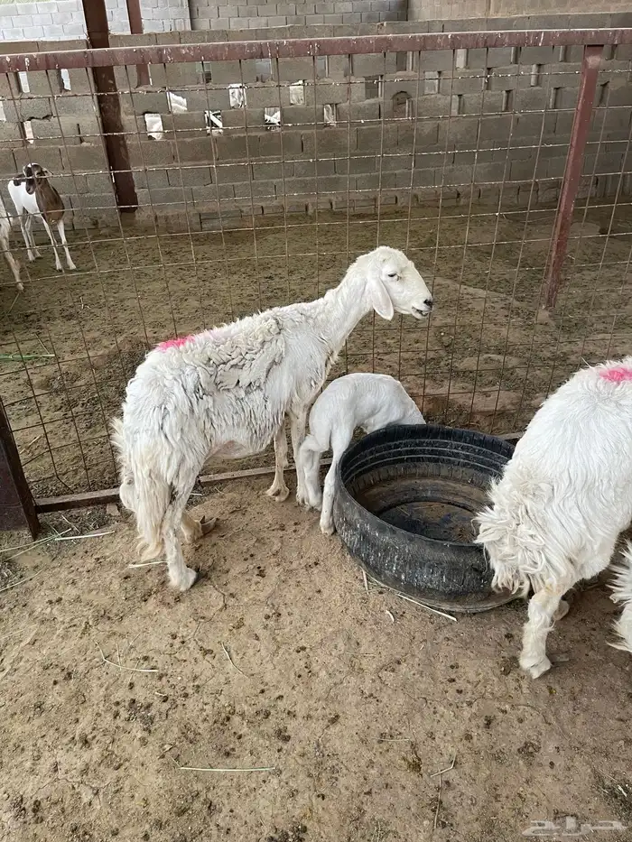حريات متابيع 4