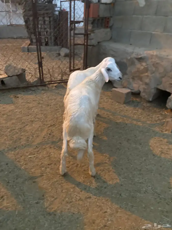خرفان للبيع 3