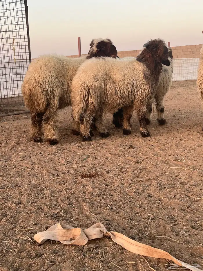 ثلاث خرفان ورخلين 0