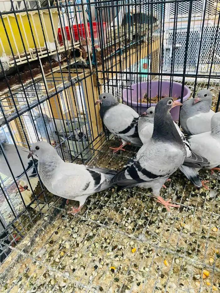 للبيع مجموعة طبات زواجل 0
