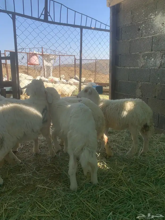 4 رخال 2 طلي 4