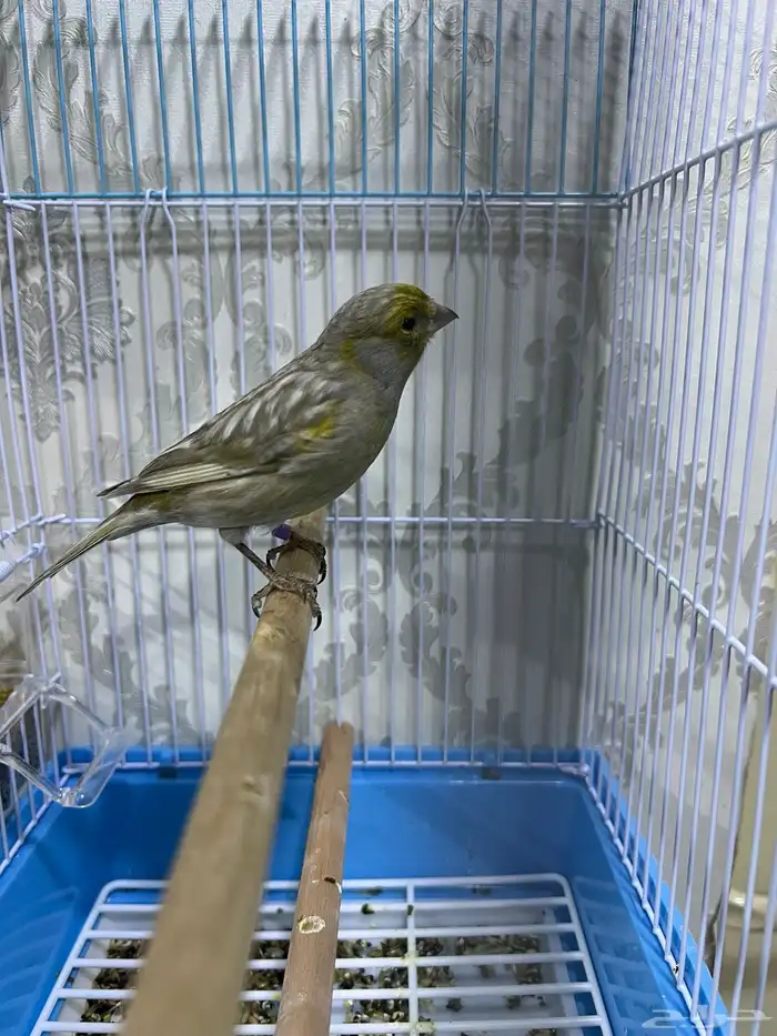 دكور كناري اوربي 5