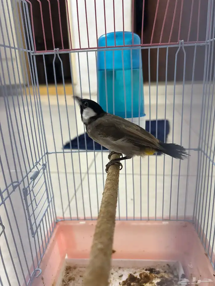 بلبول نص تربيه 0