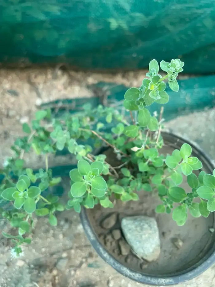 سطول وشتلات حبق نعناع ريحان وزاب 17