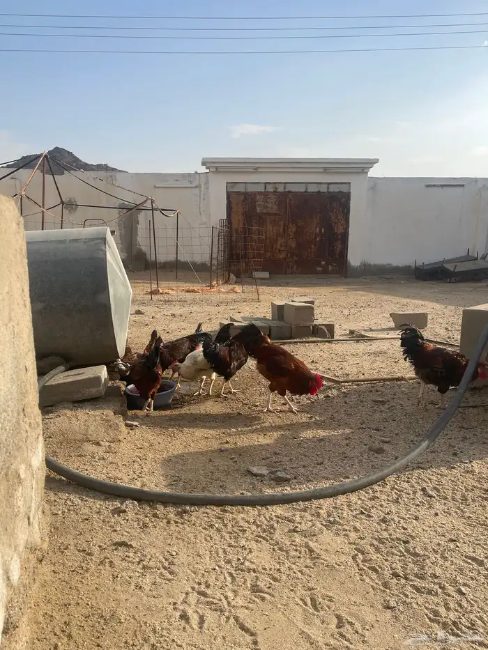 عرض دجاج فرنسي 7