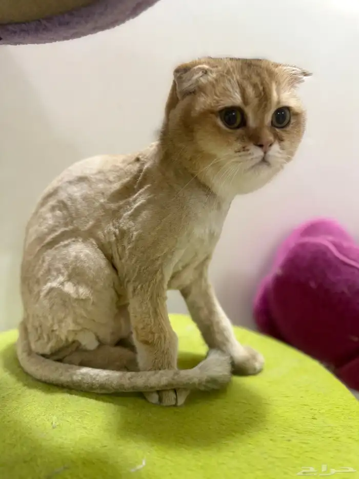 للبيع قط سكوتش دبل فولد 0