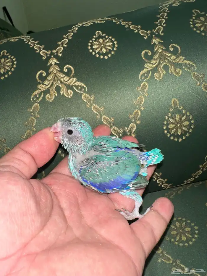 ميني روز بارتوليت 0