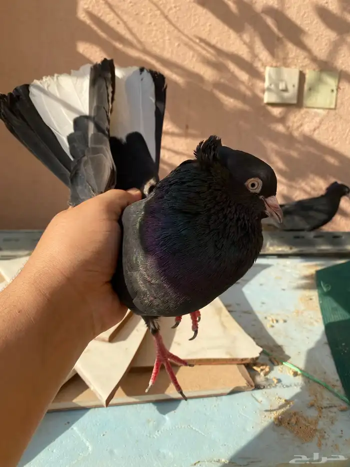 حمام قطيفي توب 2