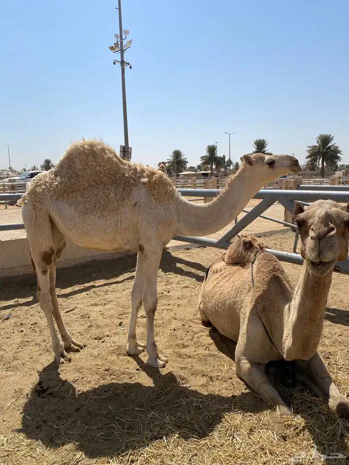 للبيع العشراء الشعلاء 0
