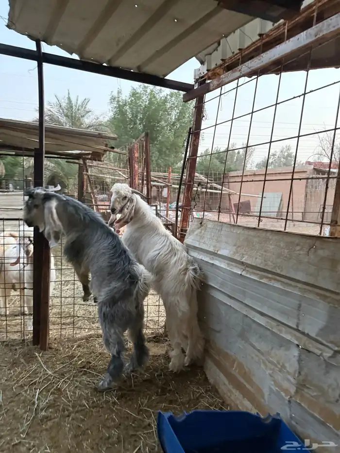 تيوس جذعان جبره طيبات المزاحمية غرب الرياض 1