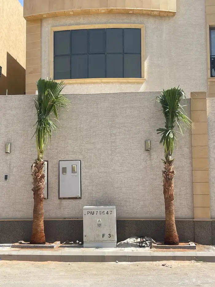 نخيل واشنطونيا للبيع بجميع انواع المقاسات لتواصل 6