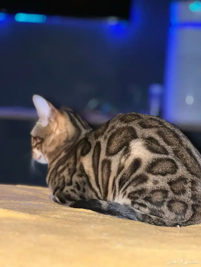 Bengal kitten for sale 0