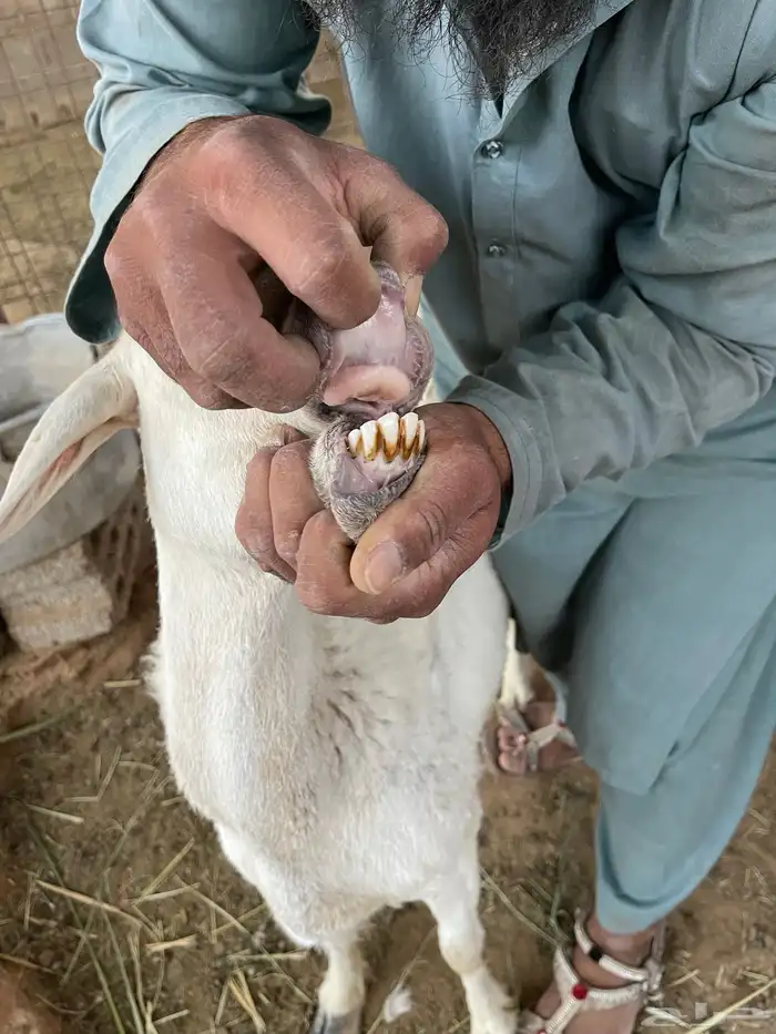 حريات متابيع 3