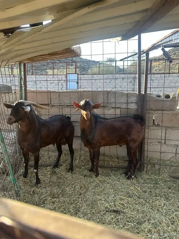 للبيع فحول دهم 3