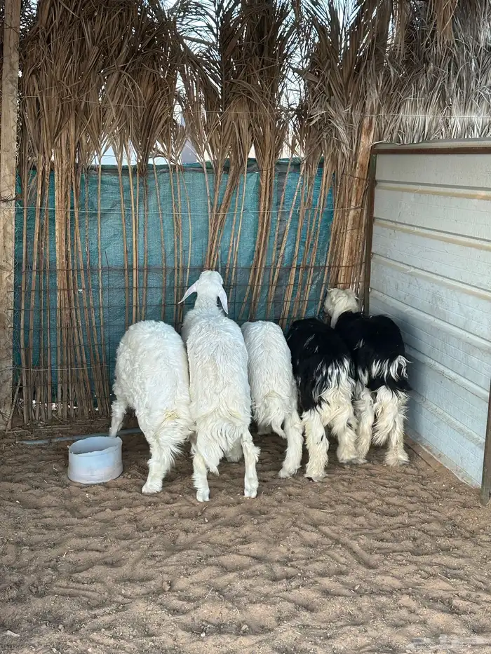 حريات حري ذبايح 1