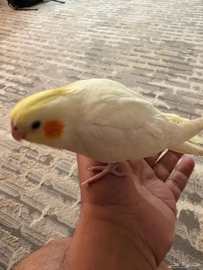 للبيع كروان عمره 4 شهور تقريبا  أليف بصحه جيده 0