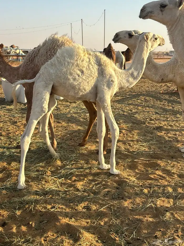 للبيع قعود 4