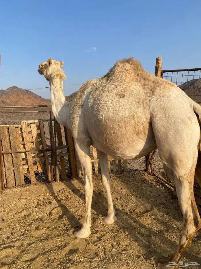 لقحات بكار وحده ملاقي بكار منوت القاني الحد تممم البيعع 3