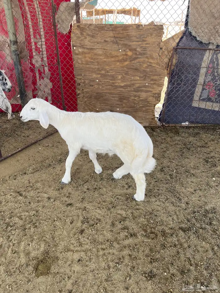 ذبايح للبيع جمله تفريد 1