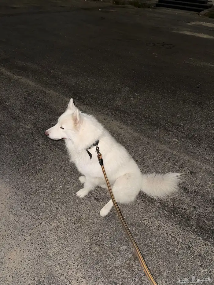 كلب للتبني Dogs for Adoptionبمبلغ الف 3