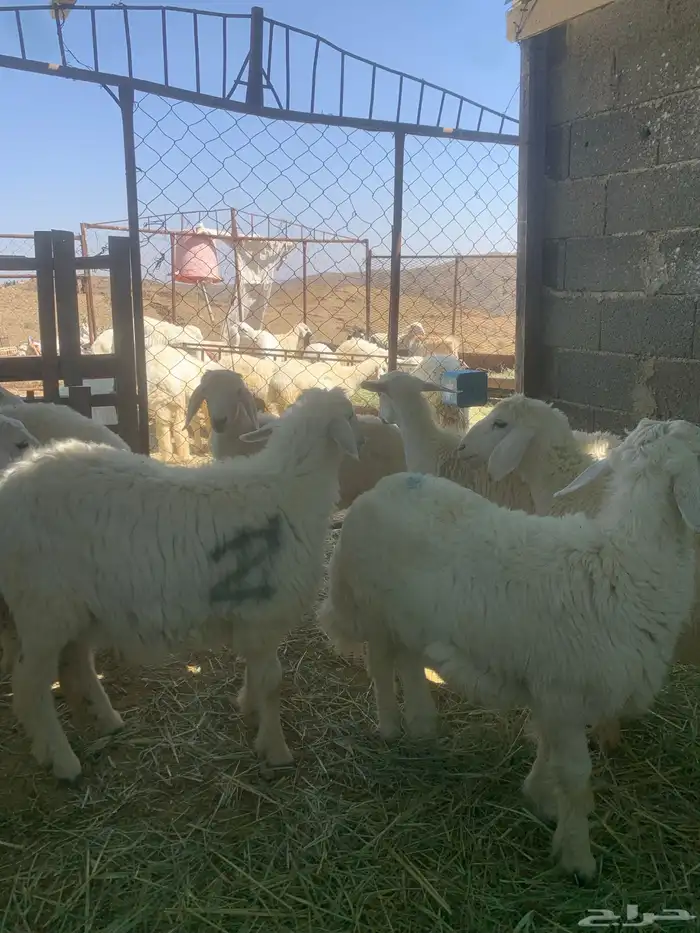4 رخال 2 طلي 5