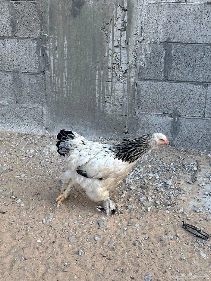 دجاج براهما 1