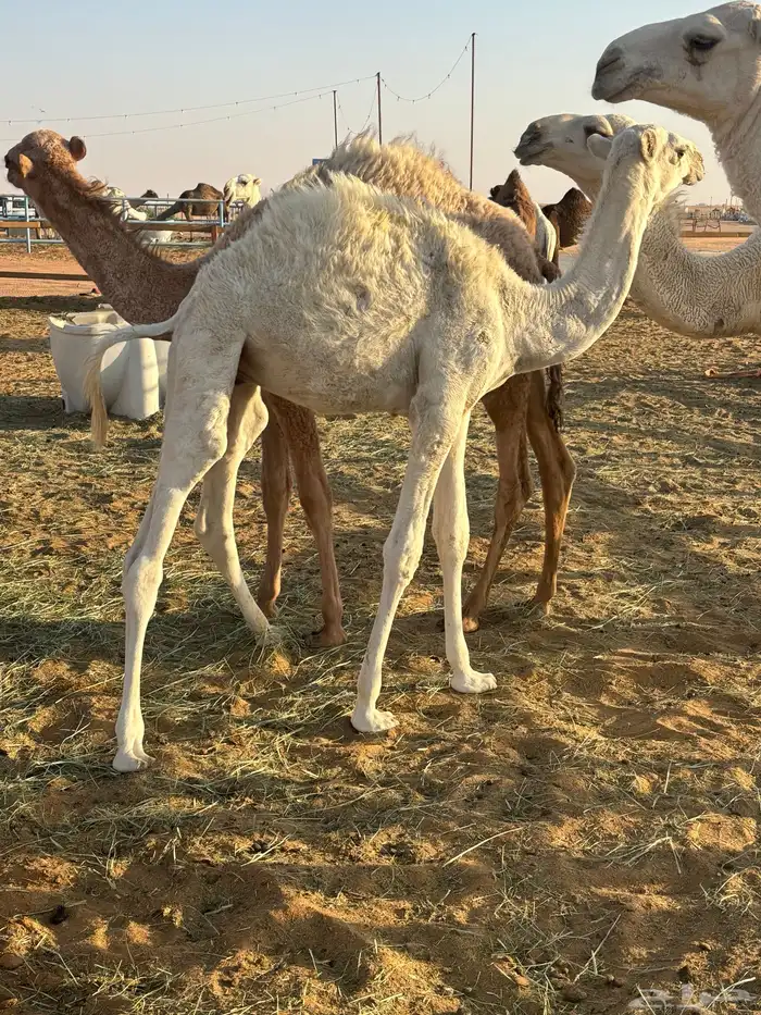 للبيع قعود 3