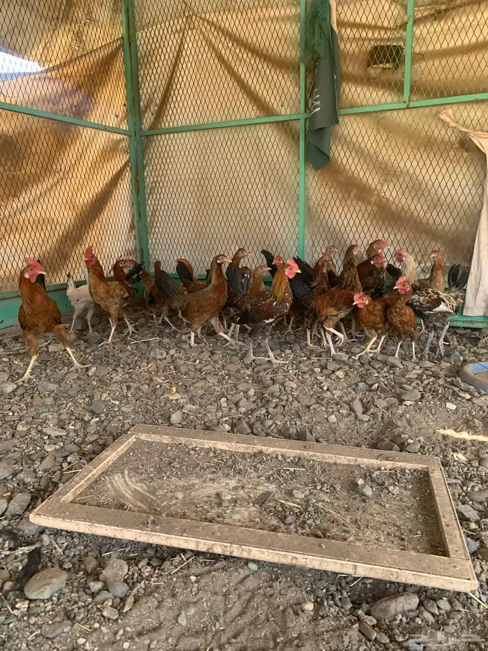 دجاج 1