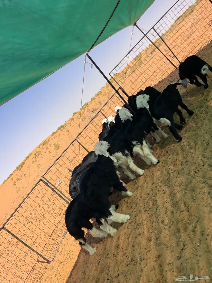 بهم نجد 8