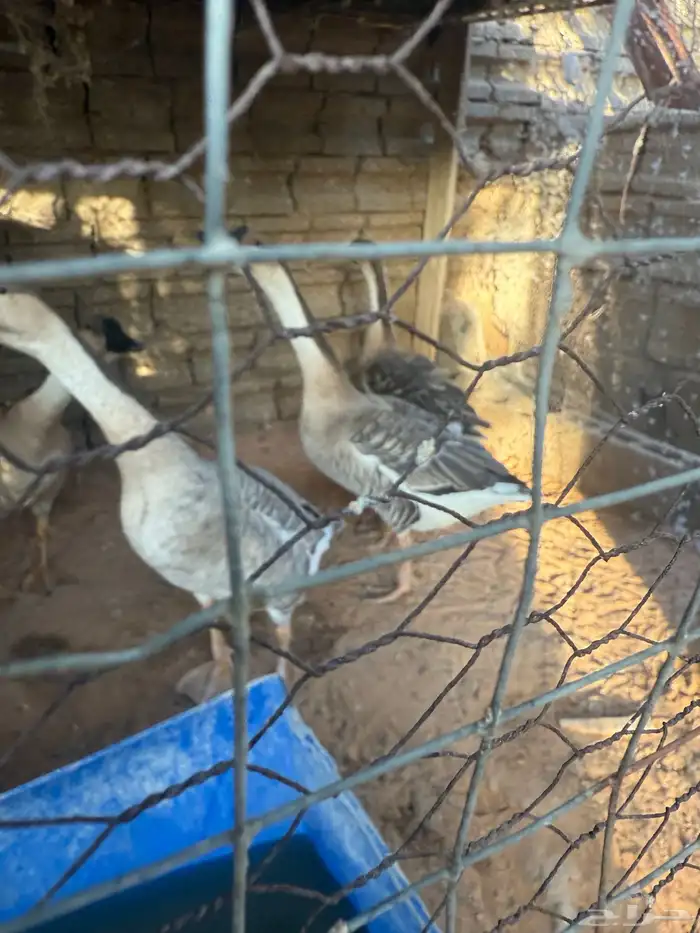 وز عراقي اصل جوزين اربع حبات 2