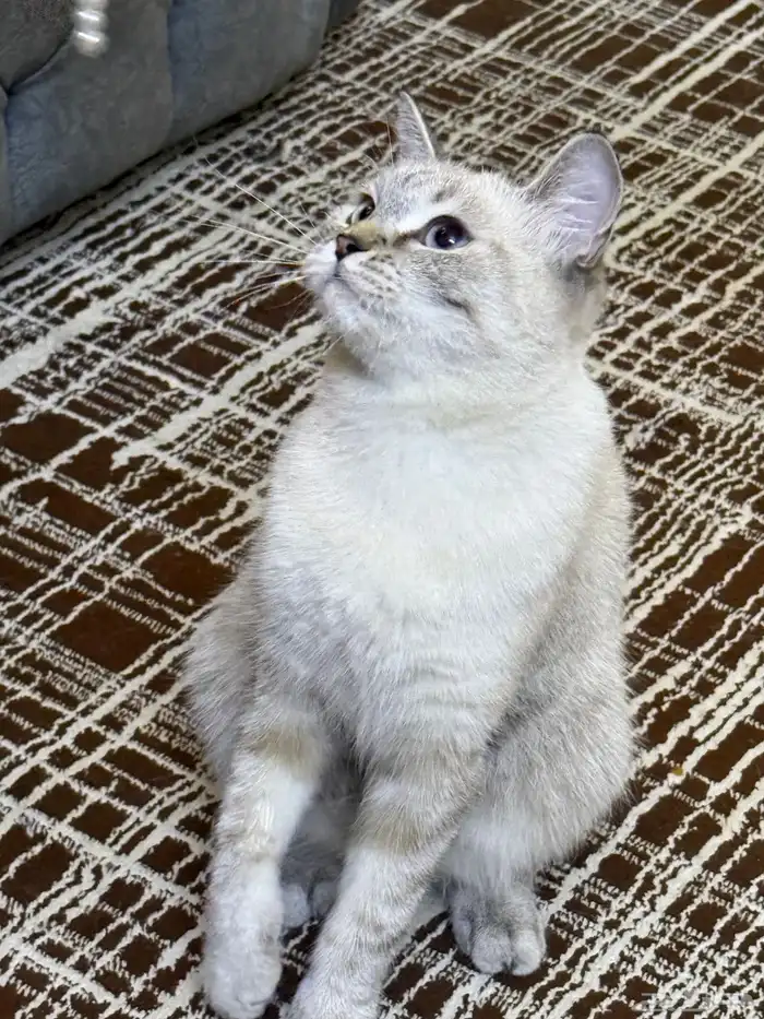 قطه للتبني 0