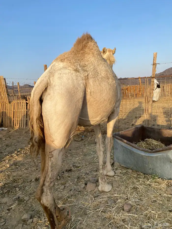 لقحات بكار وحده ملاقي بكار منوت القاني الحد تممم البيعع 7