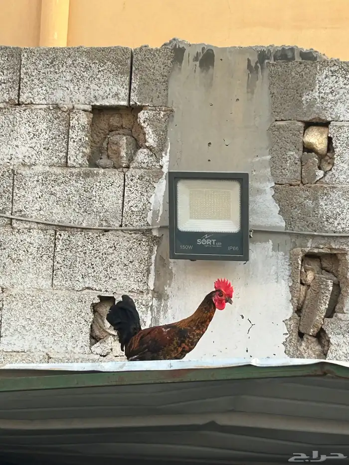 للبيع دياكه 4