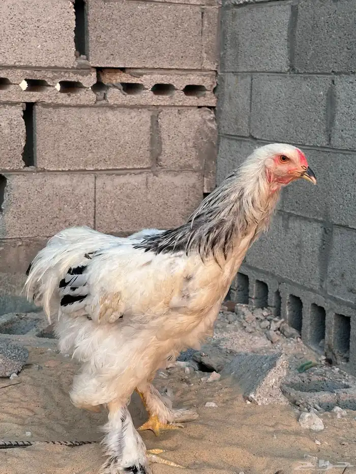 دجاج براهما 4