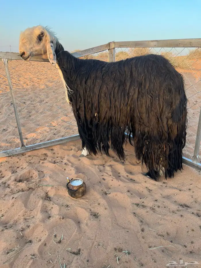 للبيعع 3 شياه منوت القناي خصمم 0