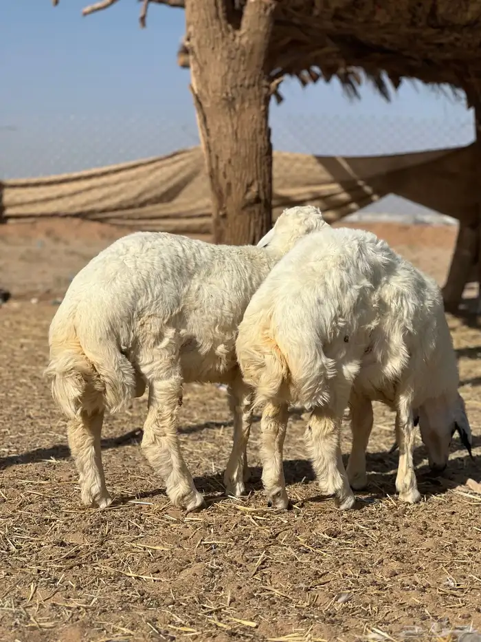 خرفان حريات 1