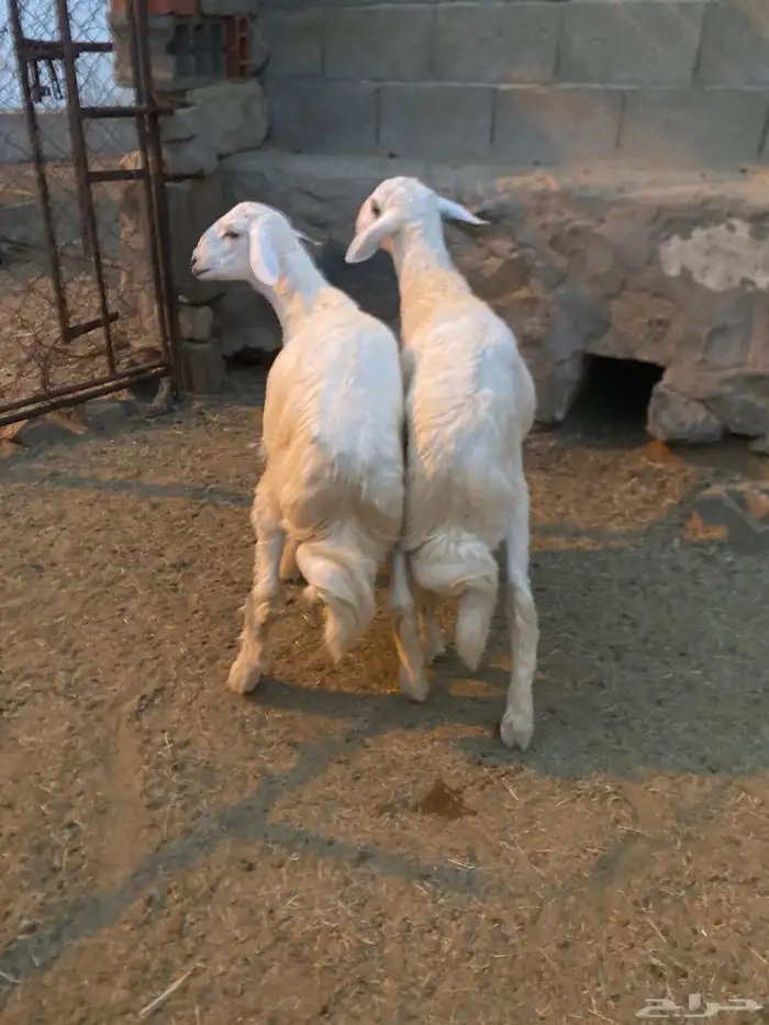 خرفان للبيع 4