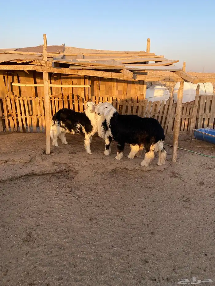 البيع طليان نجد شحم ونظاف 1